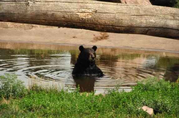 Urso se refresca no Bear Park, em Rapid City, região das Black Hills, em South Dakota, nos Estados Unidos